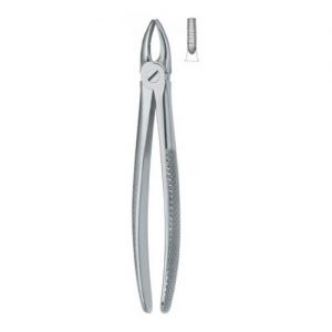 Incisors and Bicuspids 1